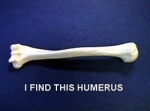 the humerous bone