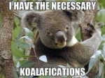 koala making a pun